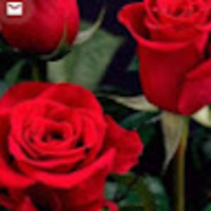 Meet your Posher, Yvette